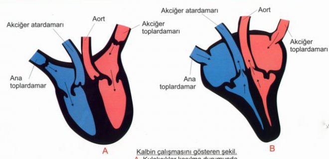 kalbin-calismasi.jpg